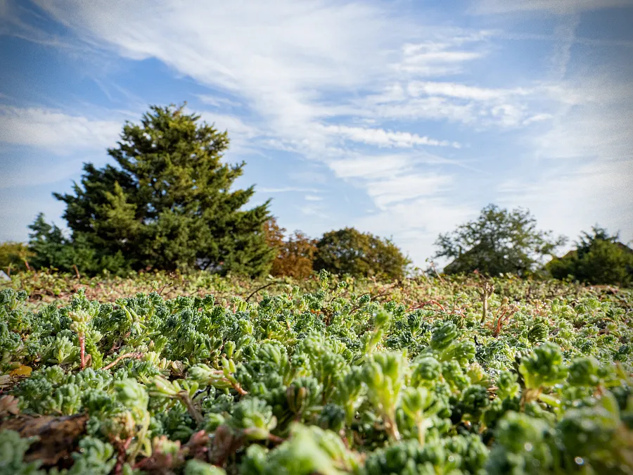 smilegarden_IMG_3349