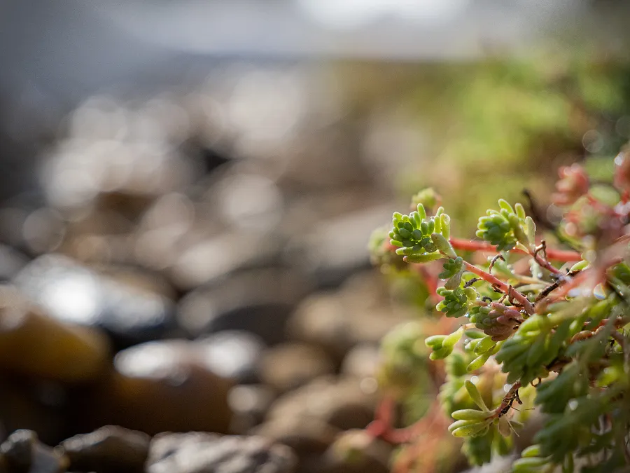 smilegarden_IMG_3448